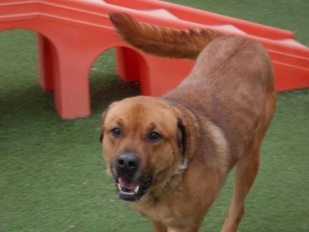 Enlarge Chance, a Adoptable mixed breed in Waterdown, ON image 3/5