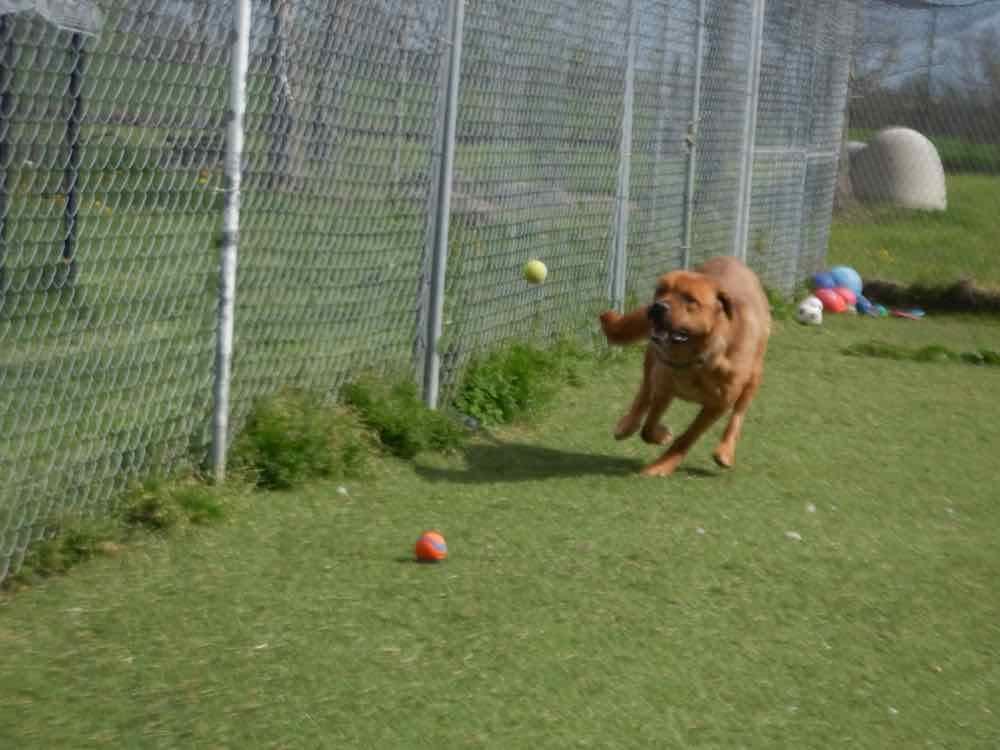 Enlarge Chance, a Adoptable mixed breed in Waterdown, ON image 4/5