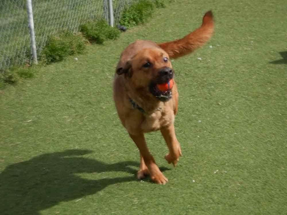 Enlarge Chance, a Adoptable mixed breed in Waterdown, ON image 5/5