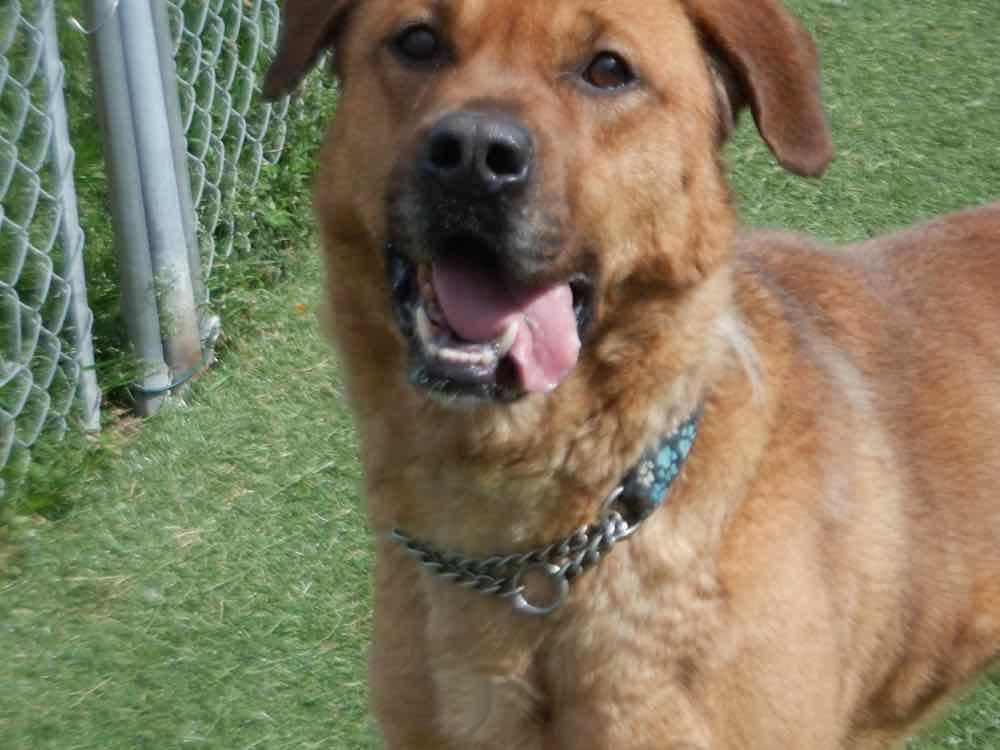 Enlarge Chance, a Adoptable mixed breed in Waterdown, ON image 2/5