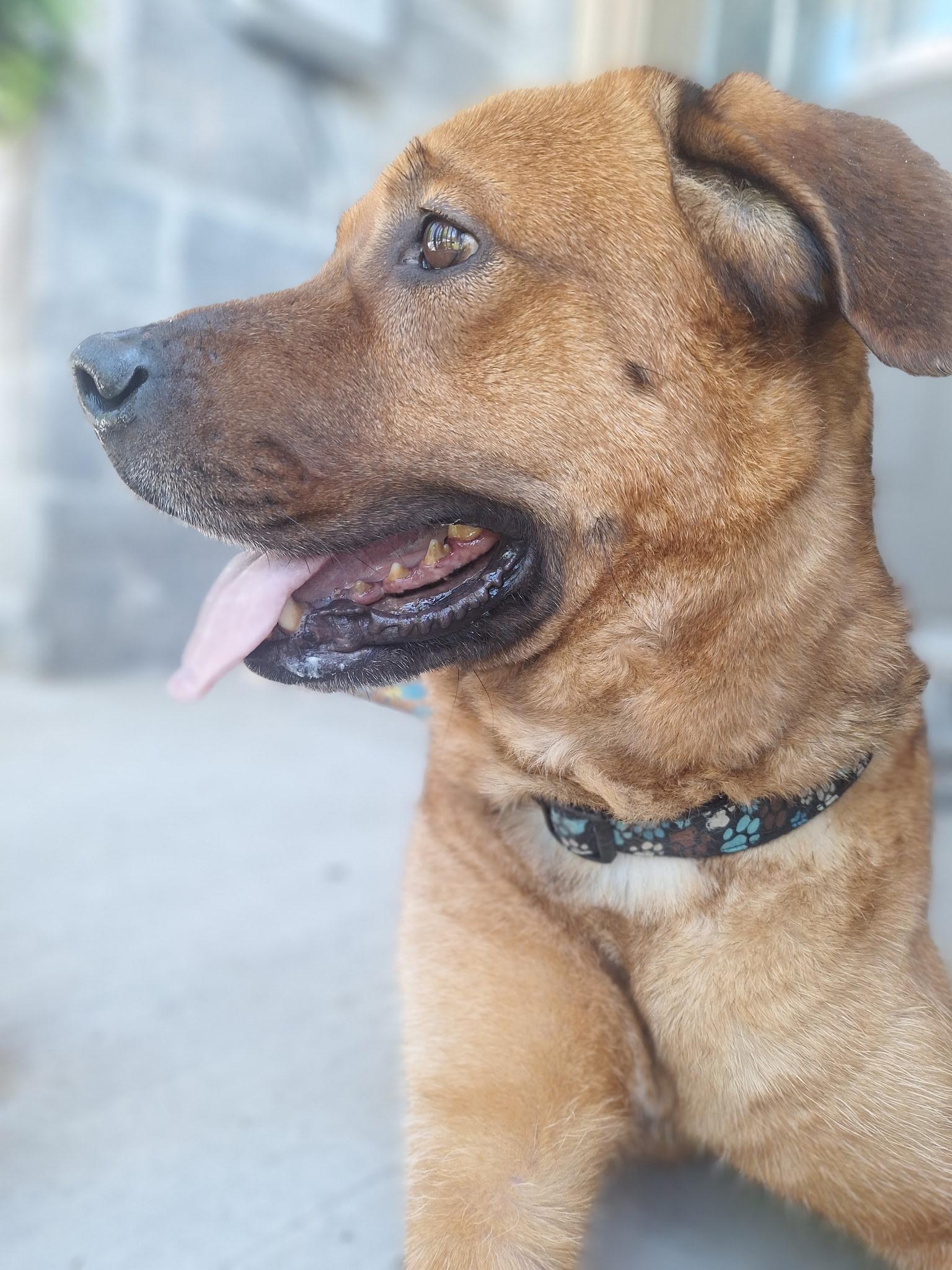 Chance, Adoptable, Adult Female German Shepherd Dog & Labrador Retriever.