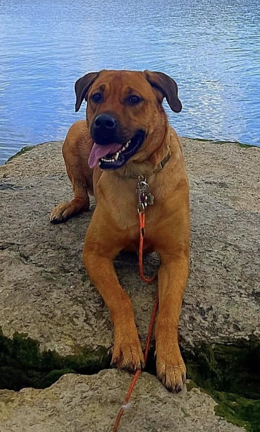 Enlarge Chance, a Adoptable mixed breed in Waterdown, ON image 1/1