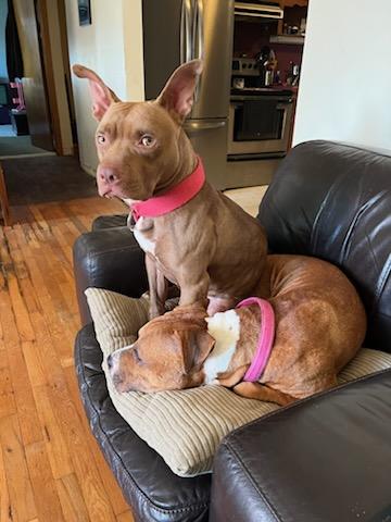 Adderall, a Adoptable mixed breed in Southington, CT image 4/6