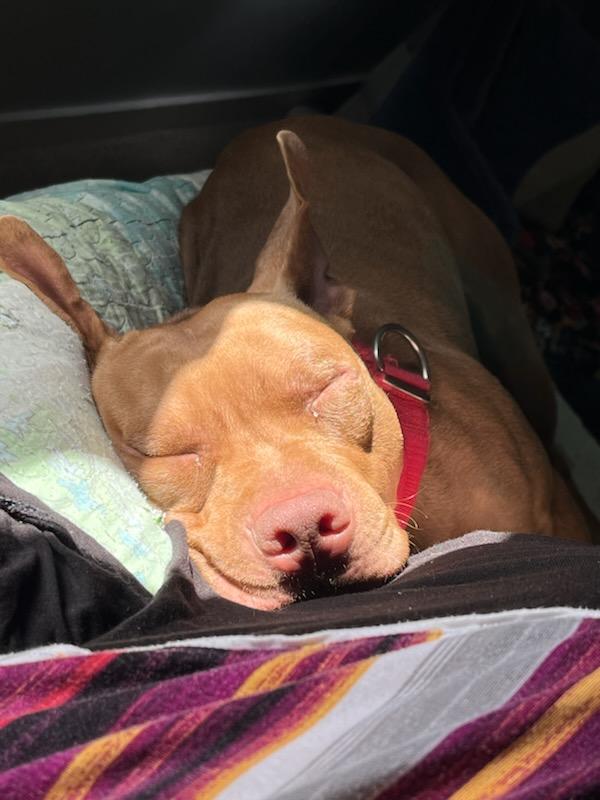 Adderall, a Adoptable mixed breed in Southington, CT image 6/6