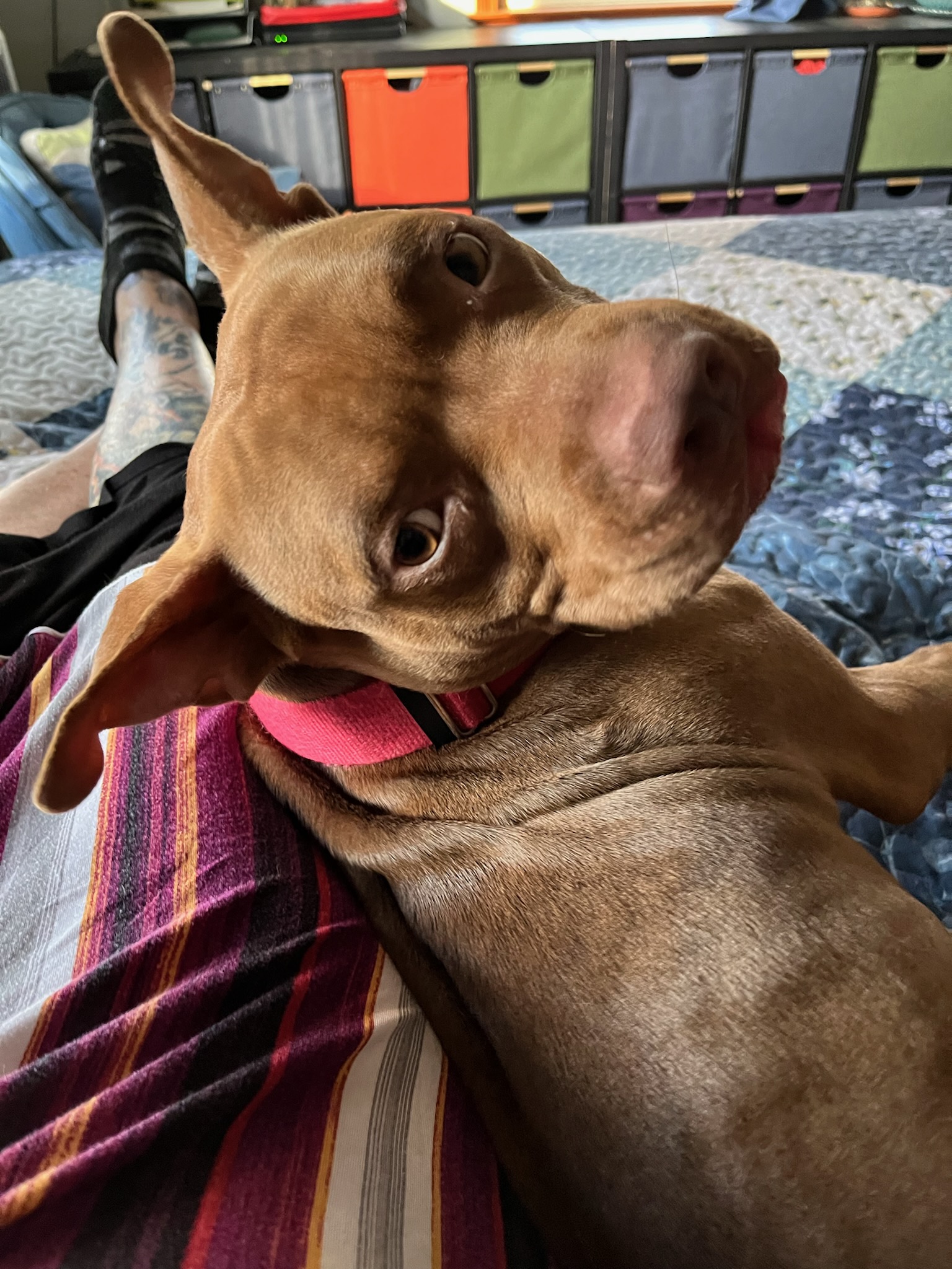 Adderall, a Adoptable mixed breed in Southington, CT image 3/6