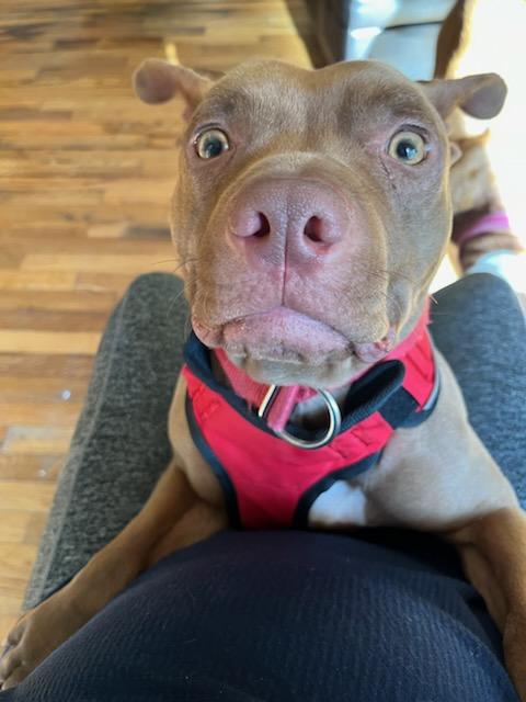 Adderall, a Adoptable mixed breed in Southington, CT image 5/6