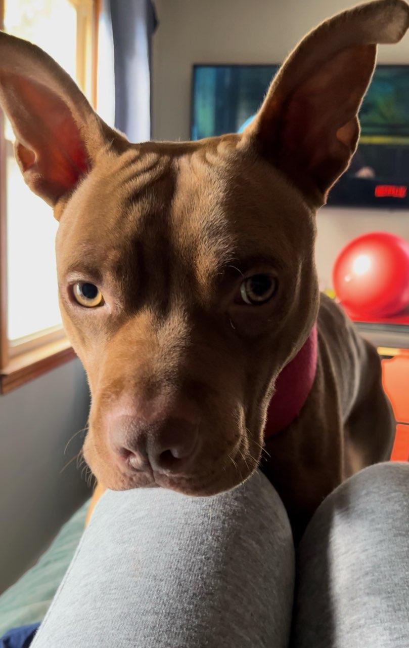 Adderall, Young Male American Staffordshire Terrier