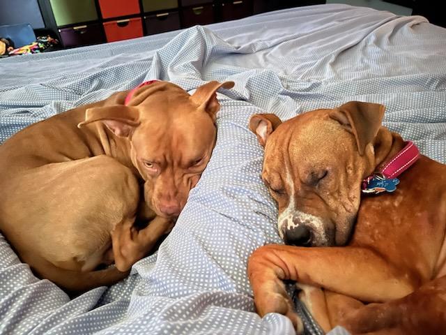 Adderall, a Adoptable mixed breed in Southington, CT image 2/6