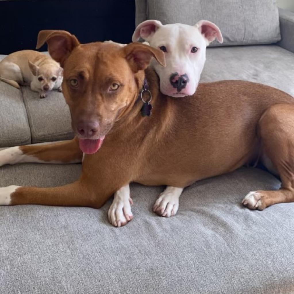 Enlarge Talullah, a Adoptable Mixed Breed in Duncan, OK image 1/6