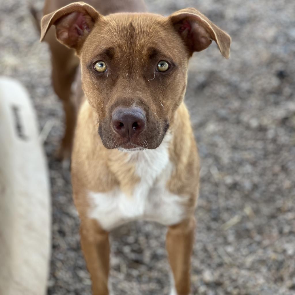 Enlarge Talullah, a Adoptable Mixed Breed in Duncan, OK image 2/6