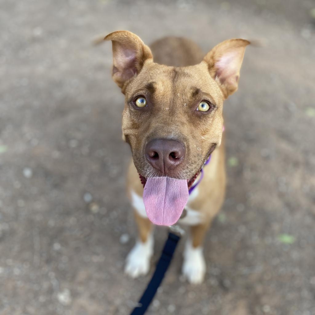 Enlarge Talullah, a Adoptable Mixed Breed in Duncan, OK image 3/6