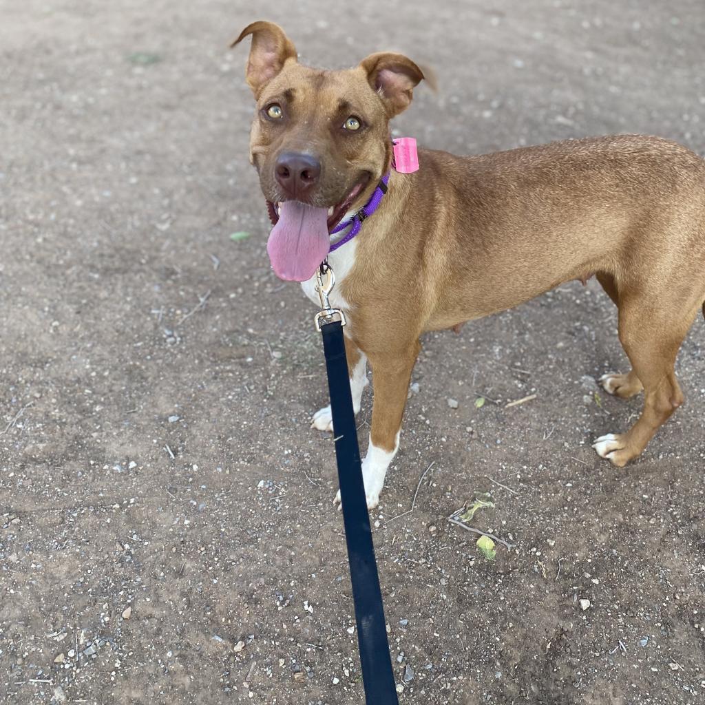 Enlarge Talullah, a Adoptable Mixed Breed in Duncan, OK image 4/6