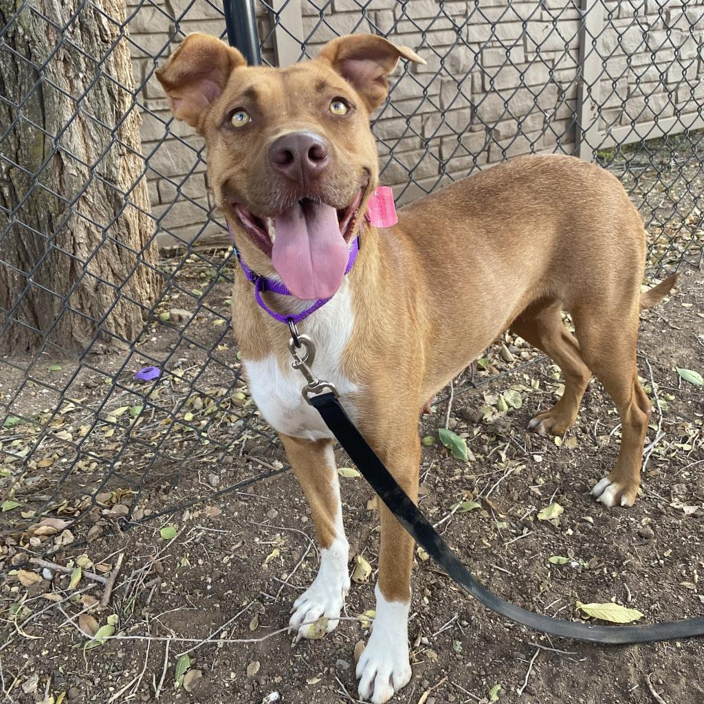 Enlarge Talullah, a Adoptable Mixed Breed in Duncan, OK image 6/6