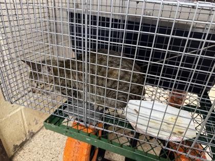 Mardi Paws, Adoptable, Young Female Domestic Short Hair & Domestic Short Hair.