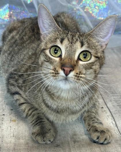 Enlarge Mardi Paws, a Adoptable mixed breed in Shreveport, LA image 2/2