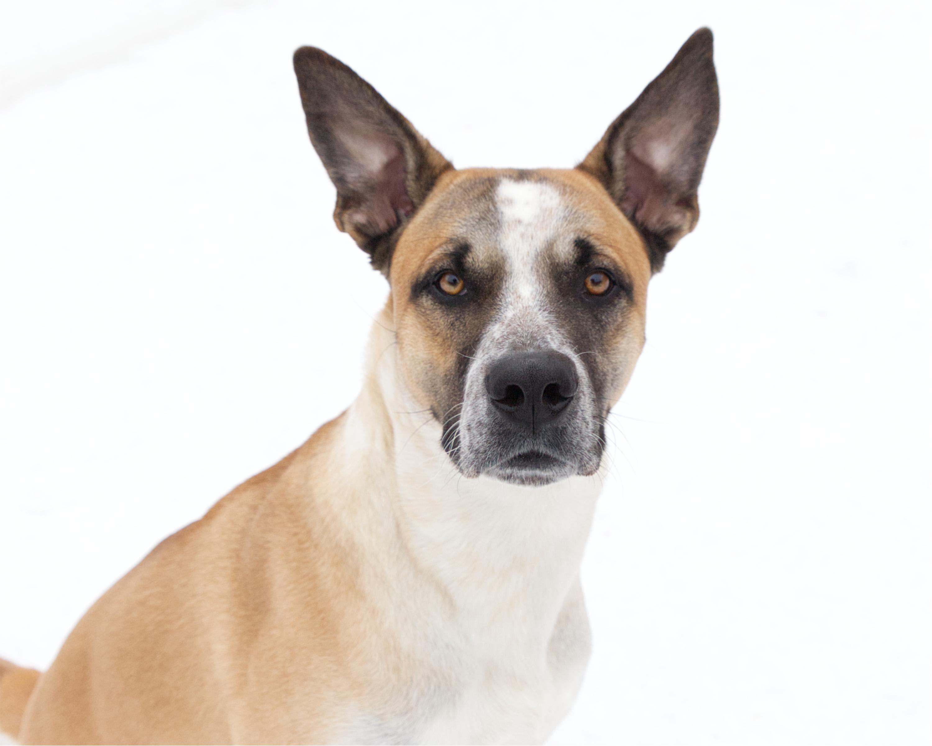 Duke, adoptable, Adult Male German Shepherd Dog.