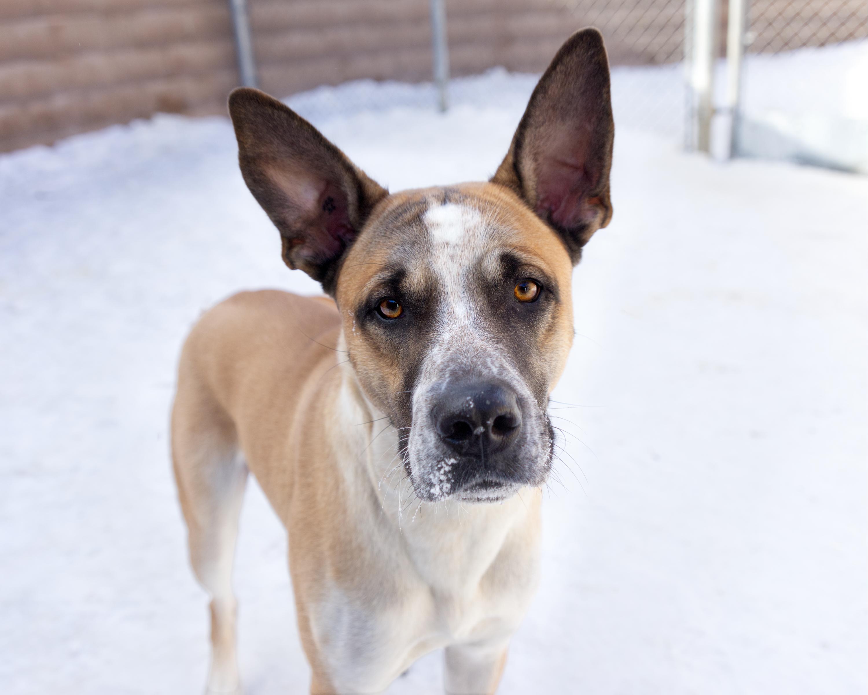 Enlarge Duke, an adoptable mixed breed in Winnipeg, MB image 3/3