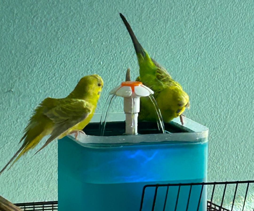 Big Bird and Mochi photo 2