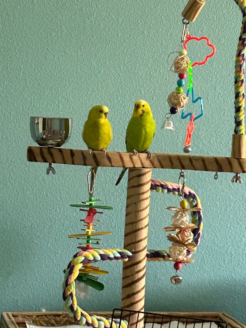 Big Bird and Mochi photo 3