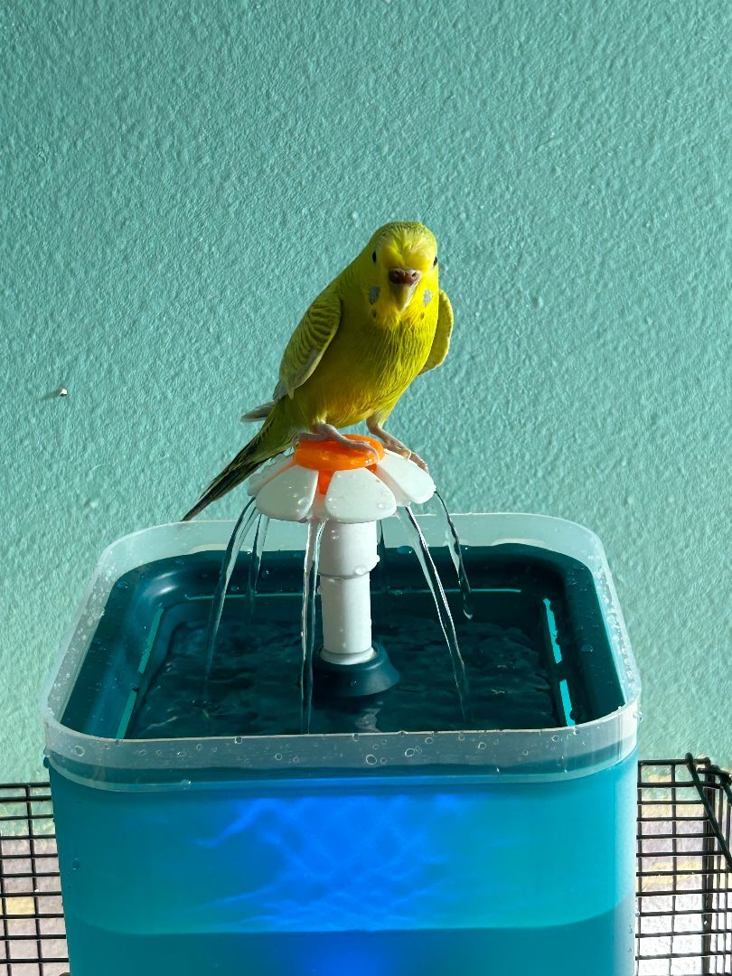 Big Bird and Mochi photo 4
