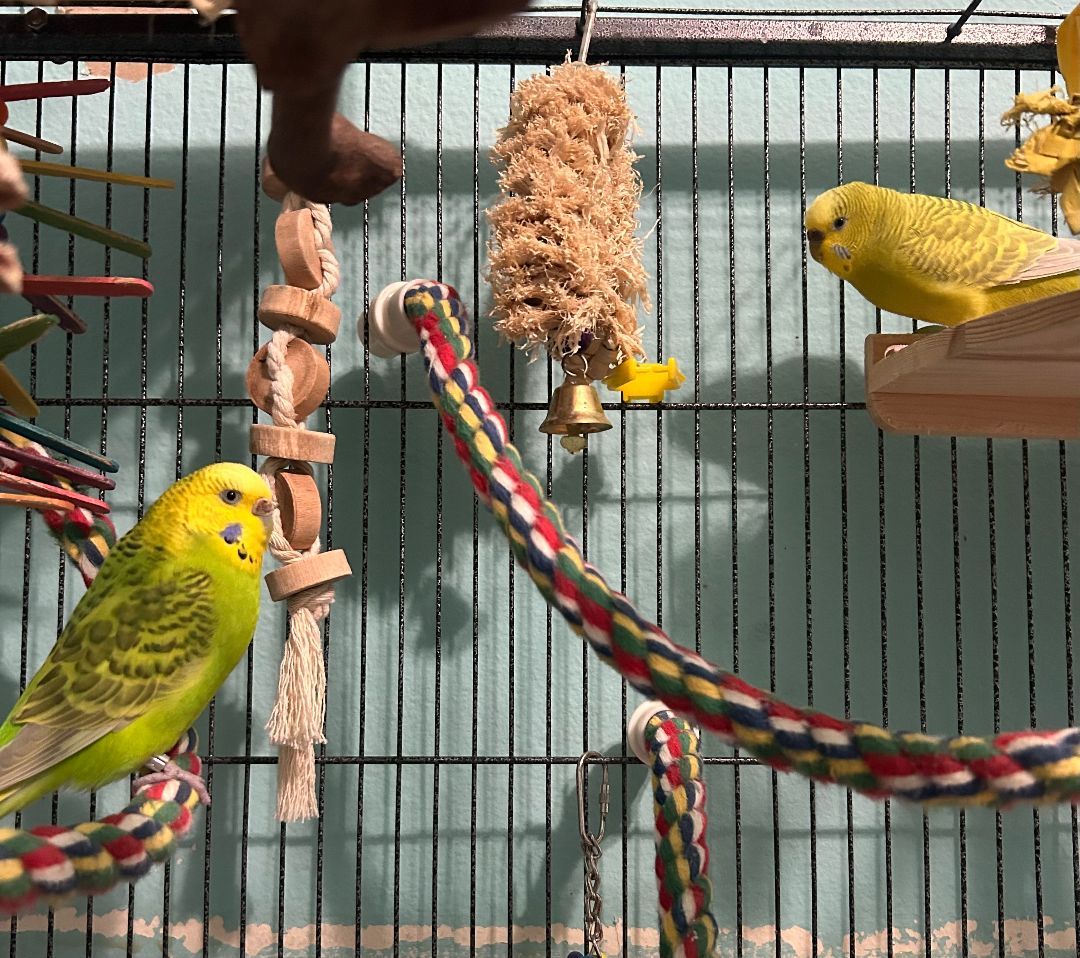 Big Bird and Mochi photo 5