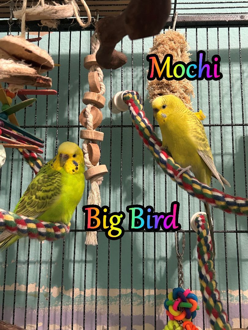 Big Bird and Mochi, Adult Female Budgie / Budgerigar