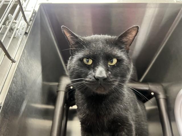 Enlarge VECNA, a Adoptable Domestic Short Hair in Augusta, GA image 1/1