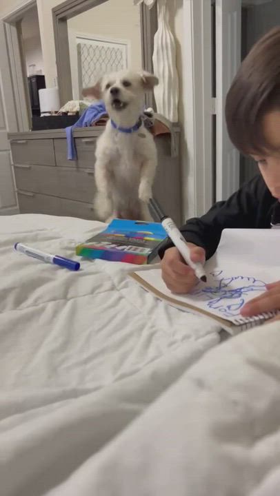 Enlarge Biscuit , a Adopted mixed breed in Houston, TX video 5/9