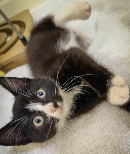 Chloe, Adoptable, Young Female Domestic Short Hair & Domestic Short Hair.