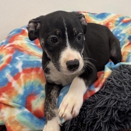 Zydeco, adopted, Puppy Female Terrier & Mixed Breed.