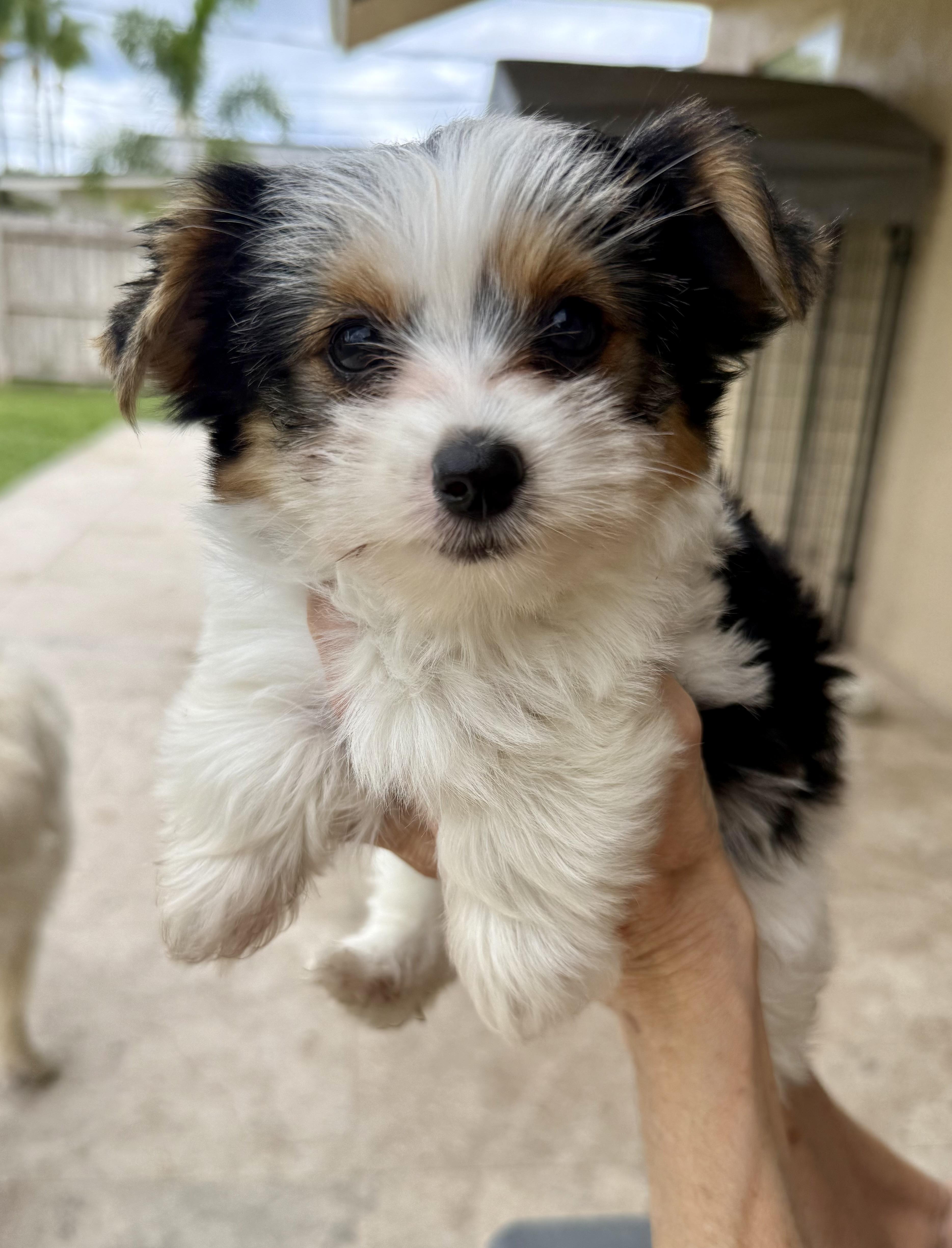 Mary Parti Yorkie Hypoallergenic, Adopted, Puppy Female Yorkshire Terrier.