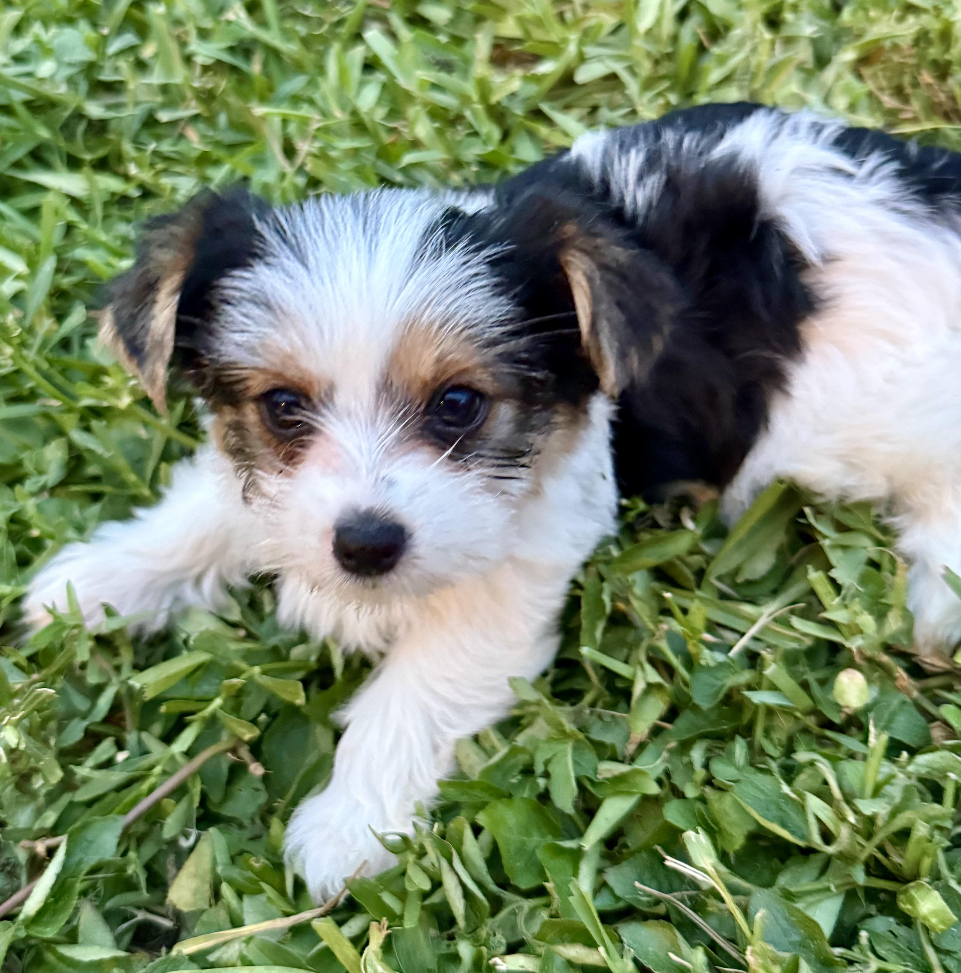 Enlarge Mary Parti Yorkie Hypoallergenic, a Adopted Yorkshire Terrier in Boca Raton, FL image 2/6