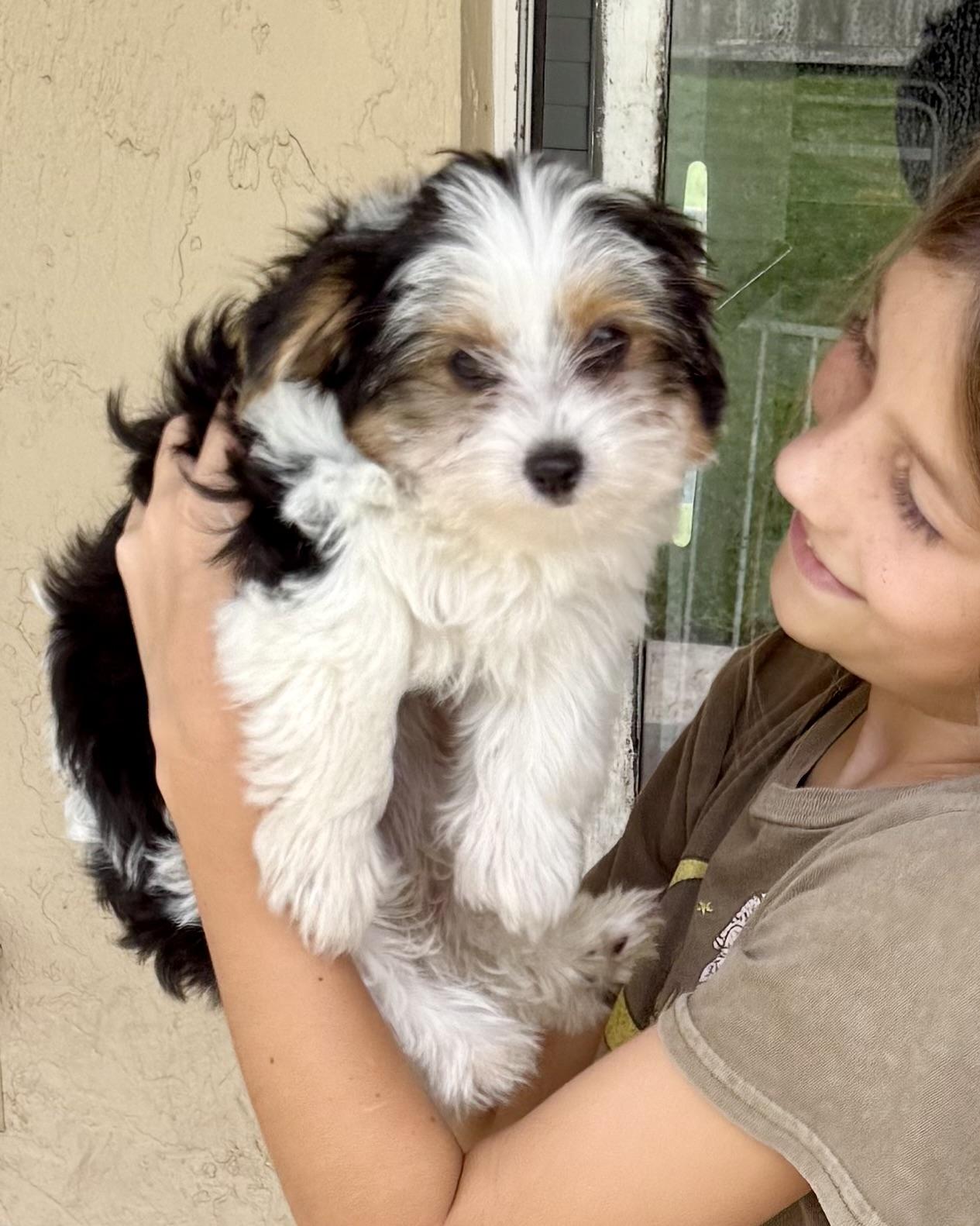 Enlarge Mary Parti Yorkie Hypoallergenic, a Adopted Yorkshire Terrier in Boca Raton, FL image 5/6