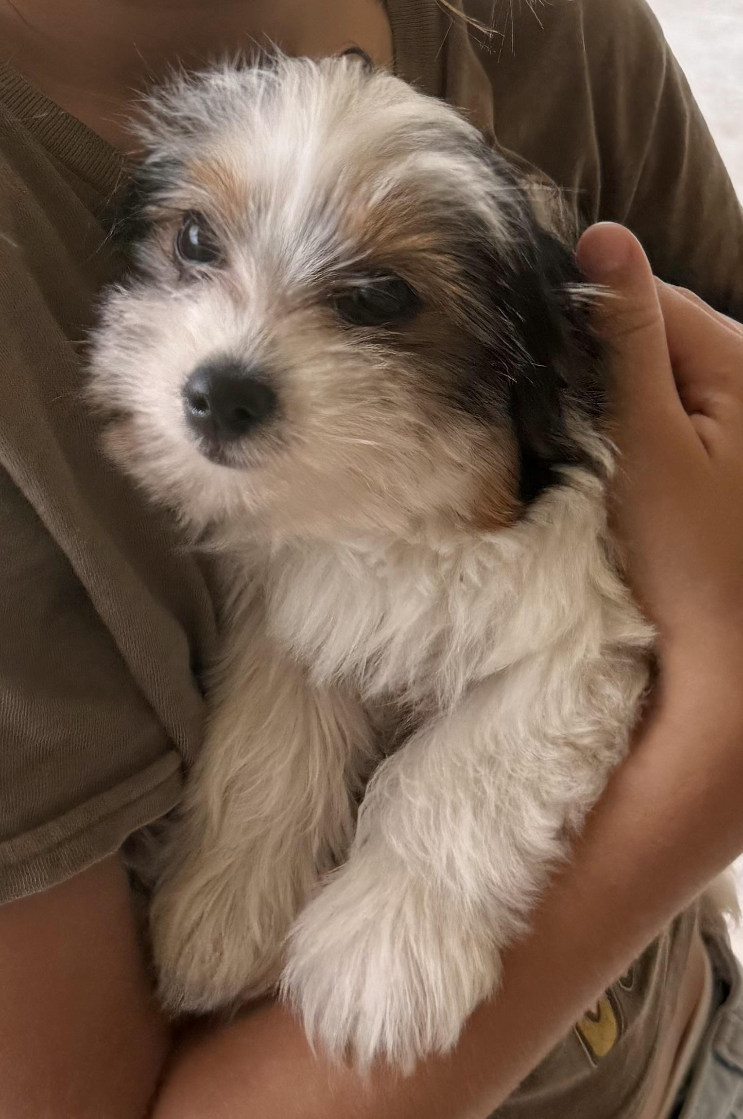 Enlarge Mary Parti Yorkie Hypoallergenic, a Adopted Yorkshire Terrier in Boca Raton, FL image 3/6