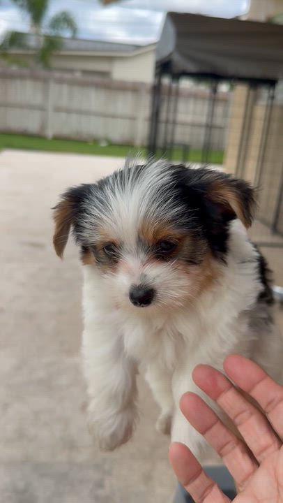 Enlarge Mary Parti Yorkie Hypoallergenic, a Adopted Yorkshire Terrier in Boca Raton, FL video 4/6