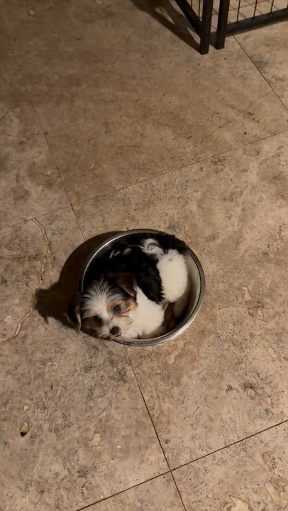 Enlarge Mary Parti Yorkie Hypoallergenic, a Adopted Yorkshire Terrier in Boca Raton, FL video 6/6