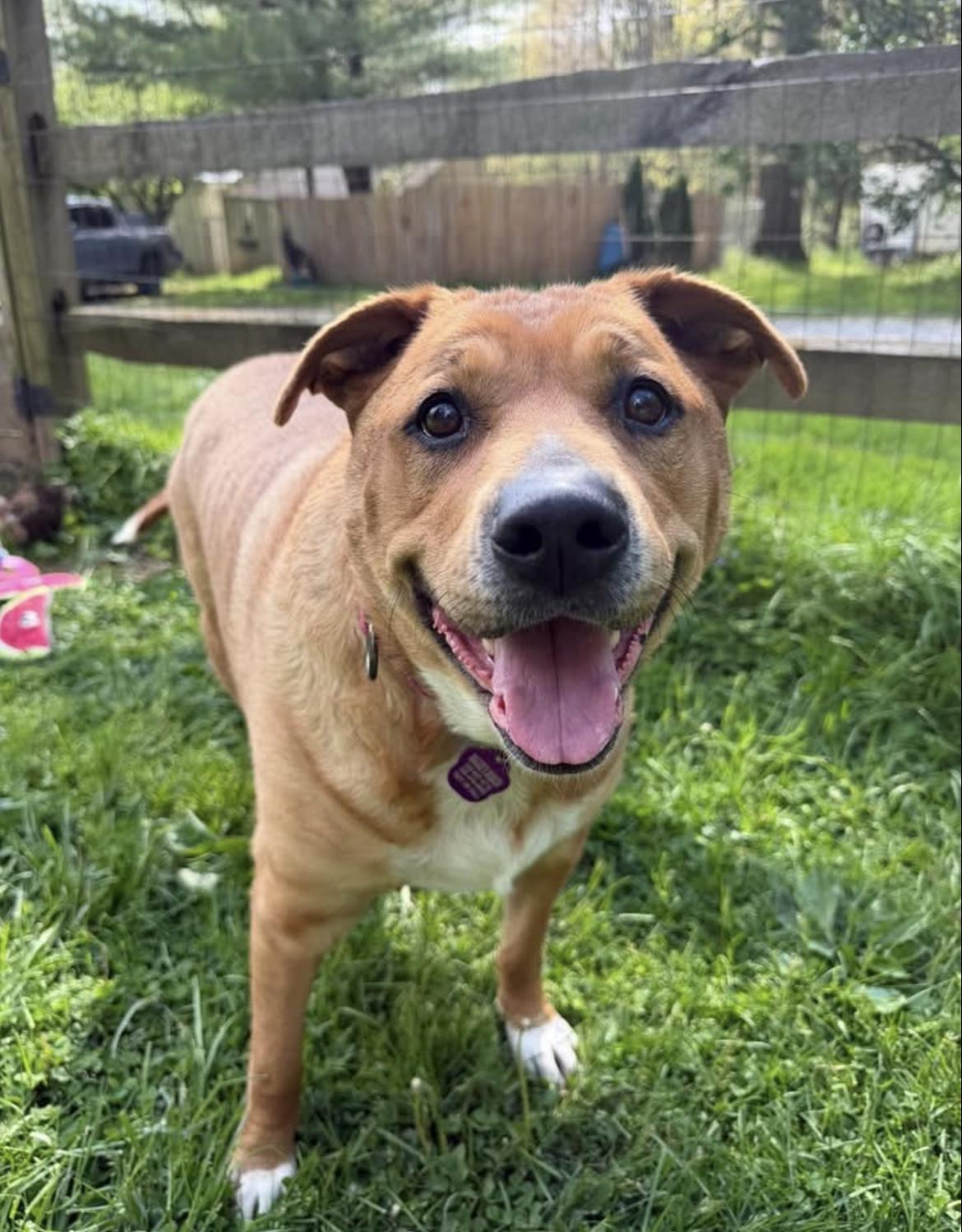 Enlarge Honey, a ADOPTABLE mixed breed in Wadsworth, OH image 1/2