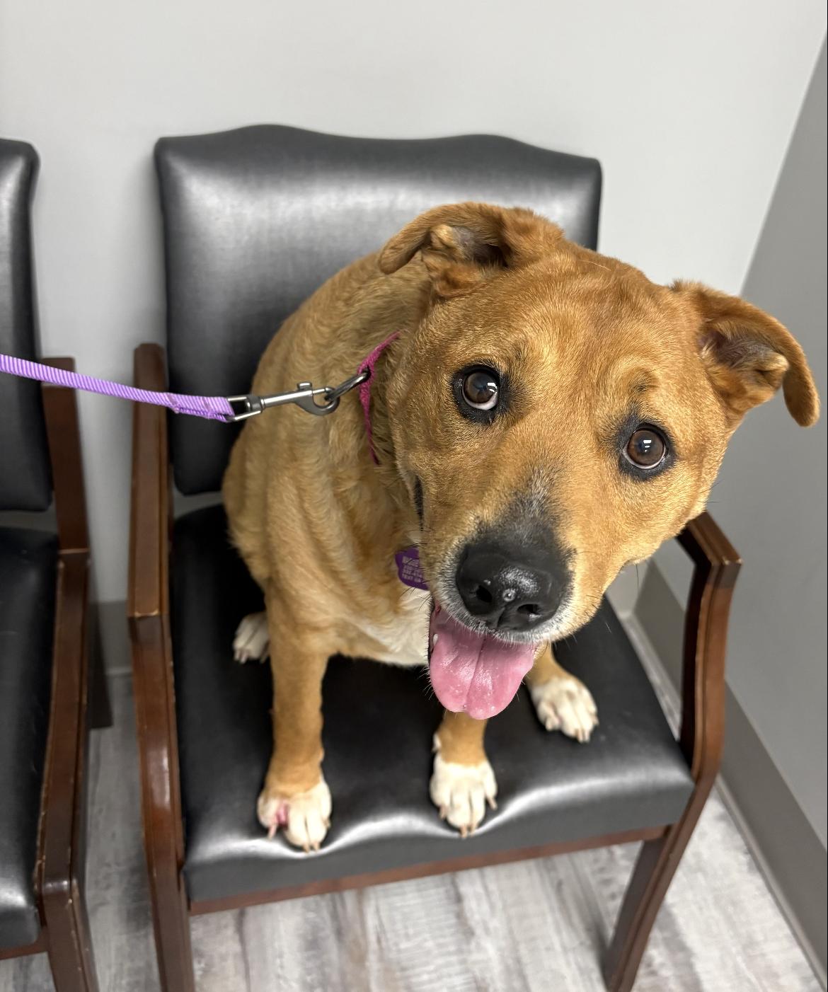 Enlarge Honey, a ADOPTABLE mixed breed in Wadsworth, OH image 2/2
