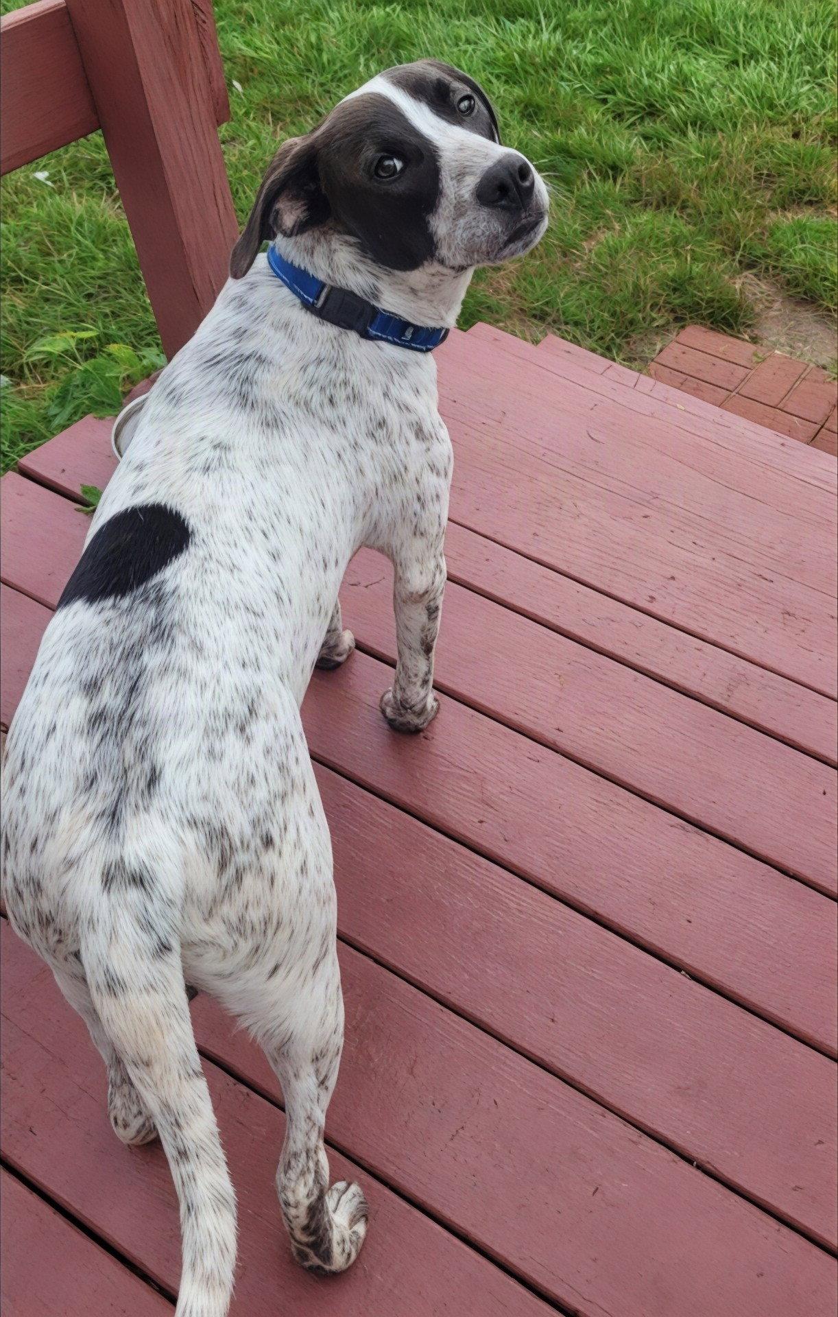 Enlarge Freddie Mercury, a Adoptable Pointer in Powell, OH image 1/3