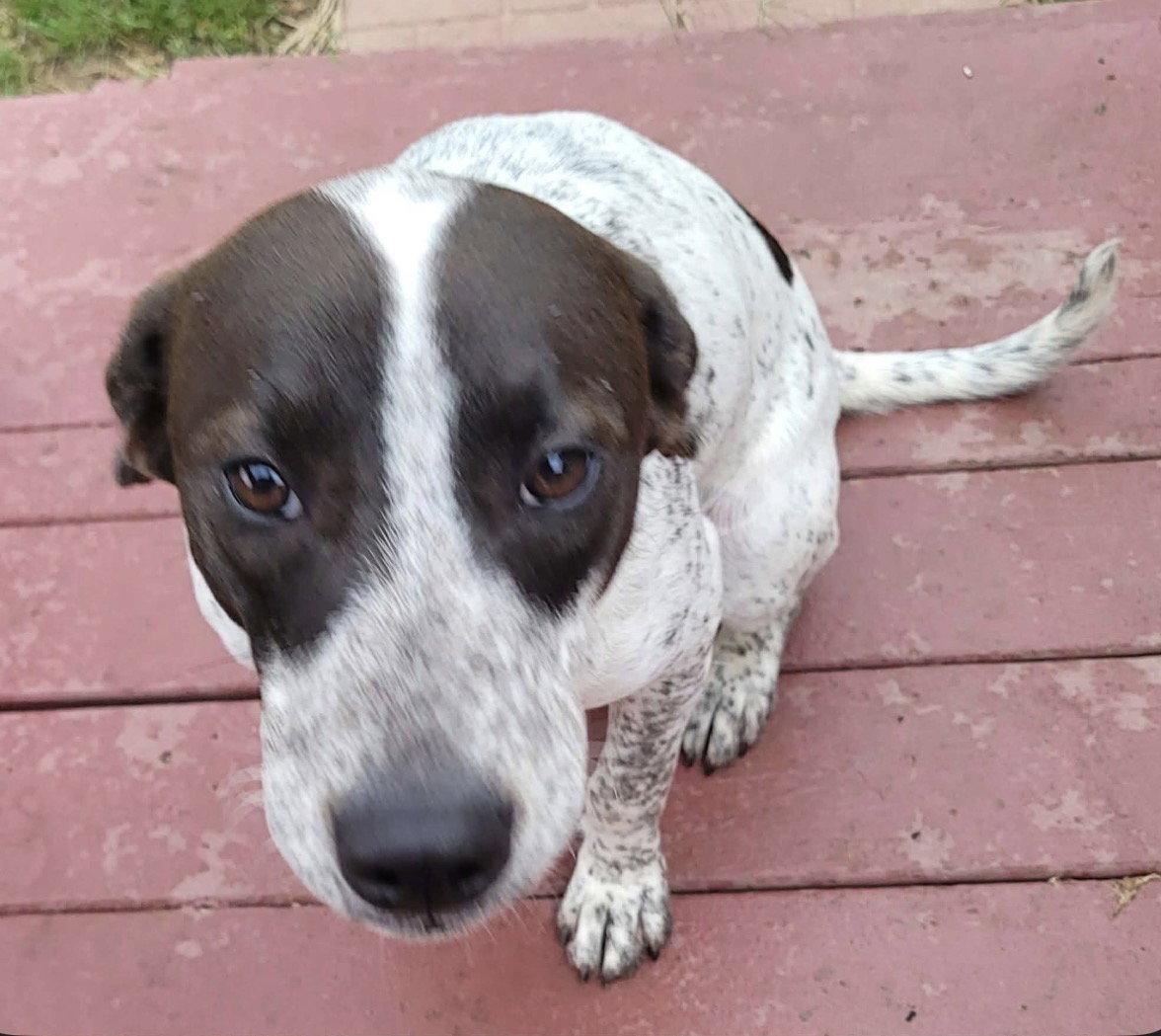 Enlarge Freddie Mercury, a Adoptable Pointer in Powell, OH image 2/3