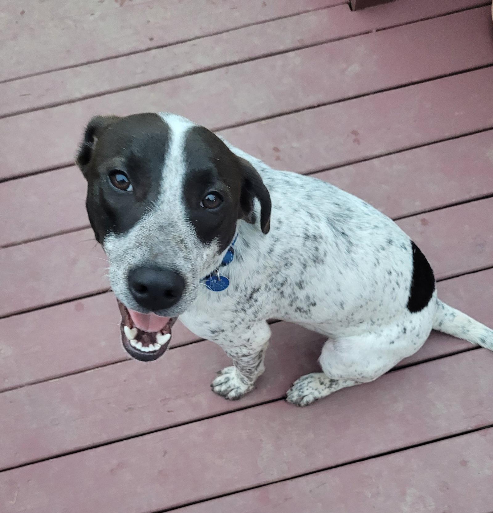 Enlarge Freddie Mercury, a Adoptable Pointer in Powell, OH image 3/3
