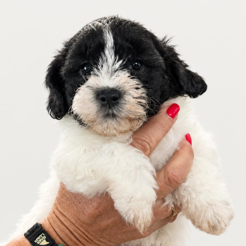 Biscotti Cookies, Adoptable, Puppy Male Mixed Breed.