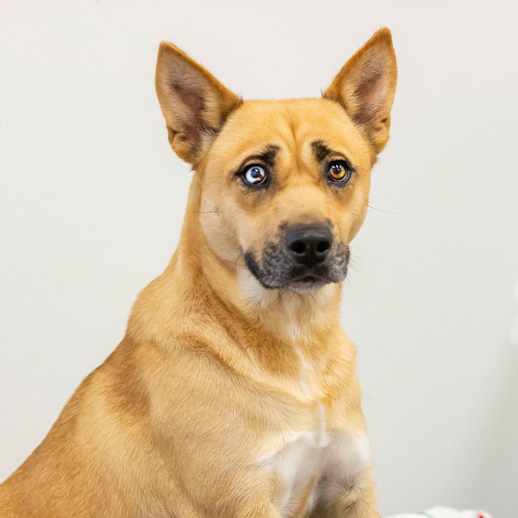 Enlarge Mischa, a Adoptable Mixed Breed in Cartersville, GA image 1/5