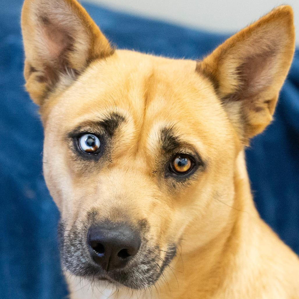 Enlarge Mischa, a Adoptable Mixed Breed in Cartersville, GA image 2/5