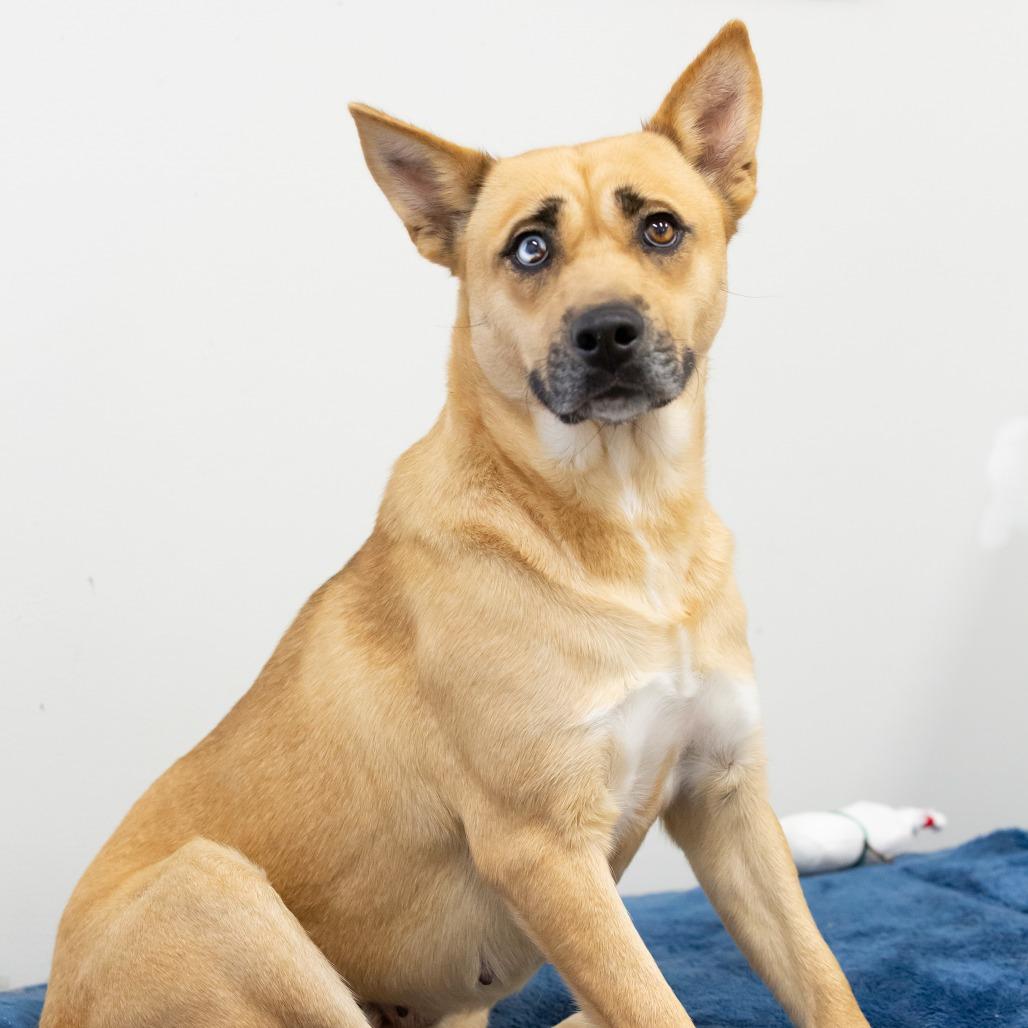 Enlarge Mischa, a Adoptable Mixed Breed in Cartersville, GA image 3/5