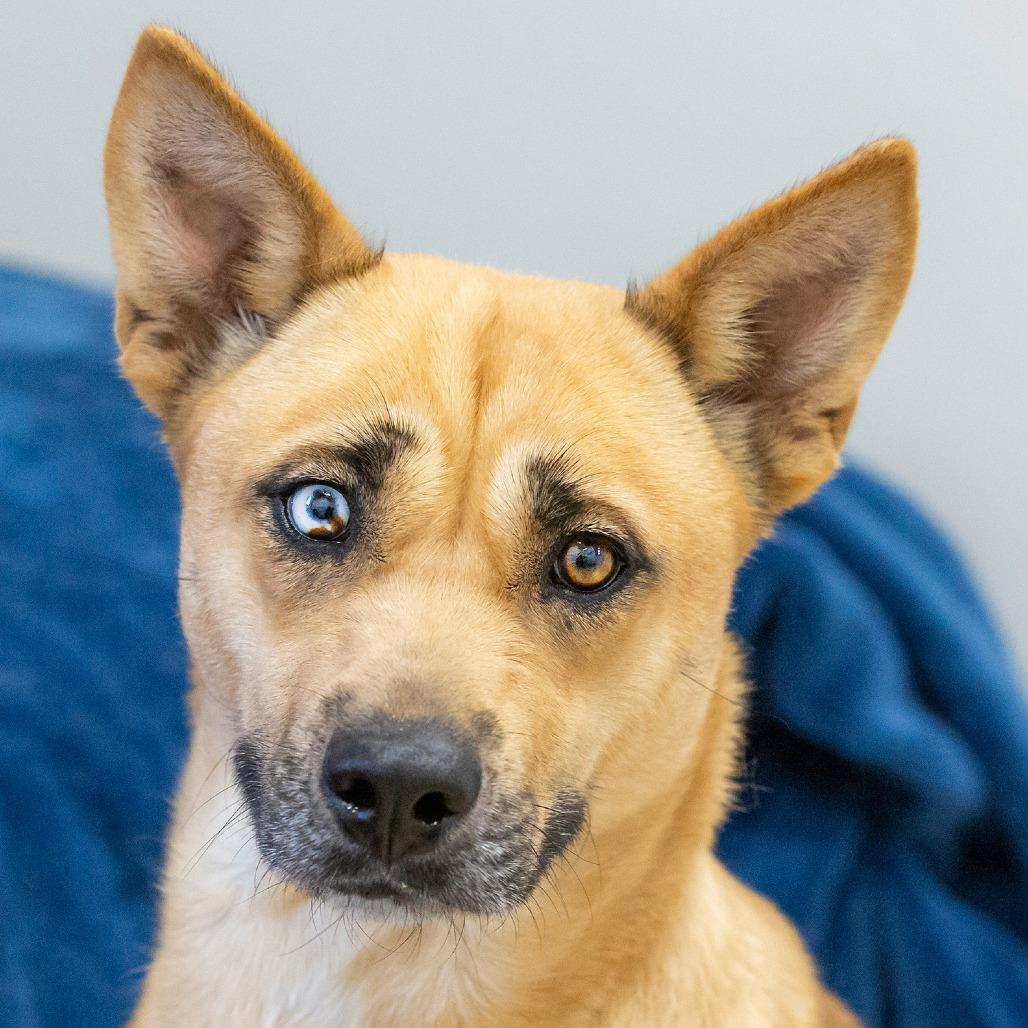 Enlarge Mischa, a Adoptable Mixed Breed in Cartersville, GA image 4/5