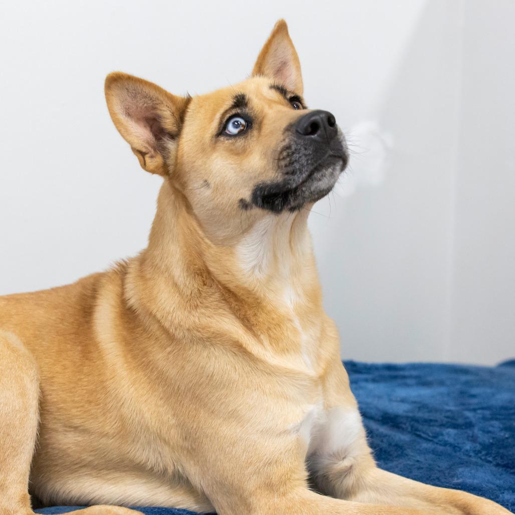 Enlarge Mischa, a Adoptable Mixed Breed in Cartersville, GA image 5/5