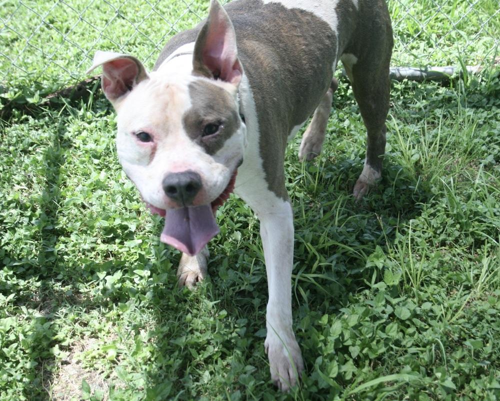 Enlarge Zuez, a Adoptable Mixed Breed in Scott, LA image 1/4