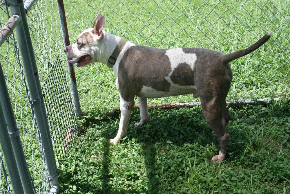Enlarge Zuez, a Adoptable Mixed Breed in Scott, LA image 2/4