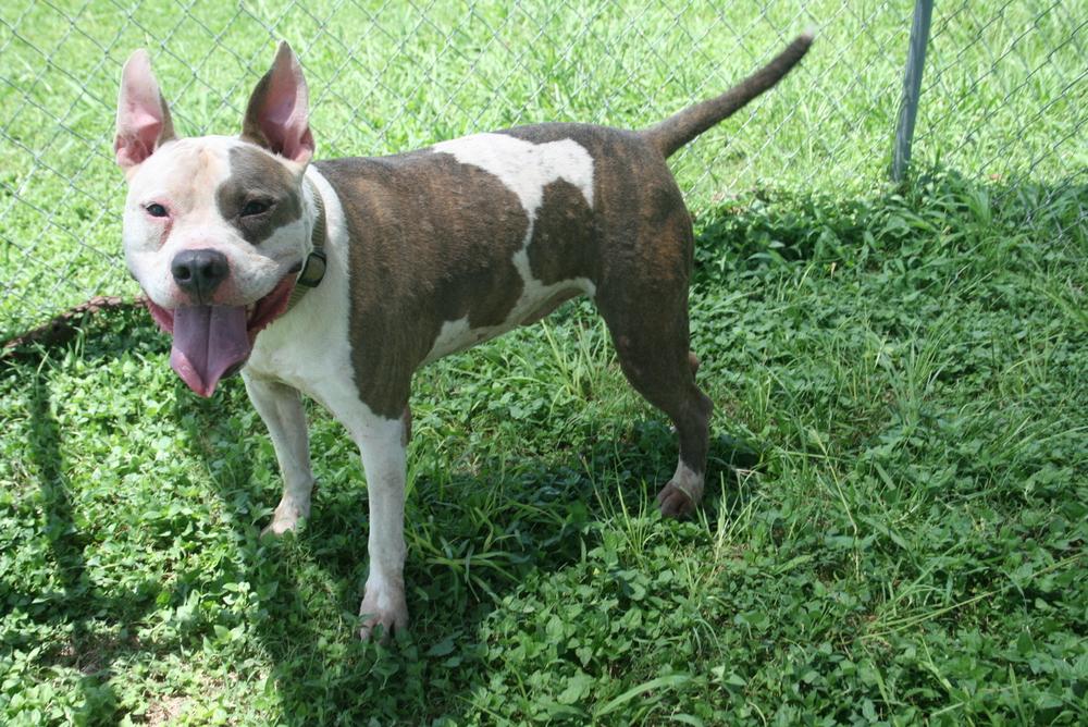 Enlarge Zuez, a Adoptable Mixed Breed in Scott, LA image 3/4